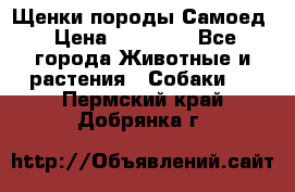 Щенки породы Самоед › Цена ­ 20 000 - Все города Животные и растения » Собаки   . Пермский край,Добрянка г.